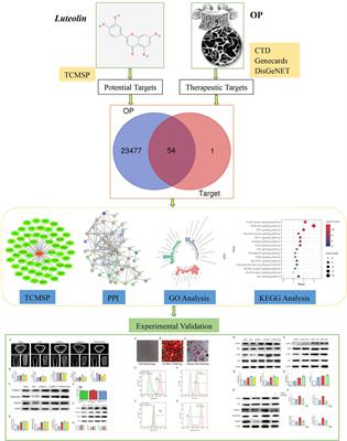 Mechanism and Experimental Verification of Luteolin for the Treatment of Osteoporosis Based on Network Pharmacology